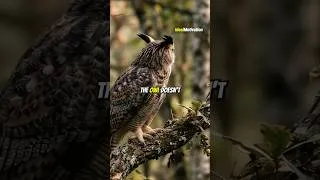 Thumbnail: Why Wise People Move Like Owls