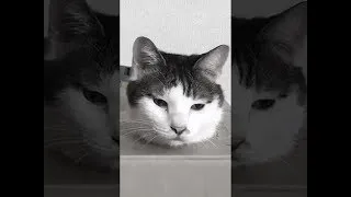 Thumbnail: Cat reflects deeply on Life... 🙀🌌