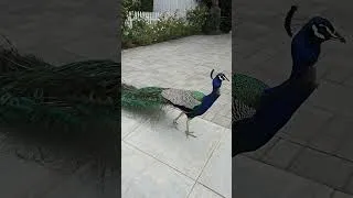 Thumbnail: Peacock  🦚  #peacock #birds #beautifulbirds #travel #friendlybirds