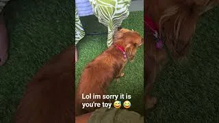 Thumbnail: So Possessive #viralvideo #funny #doggybestfriend #travel #puppy #possessivedog #scarred #funnyreel