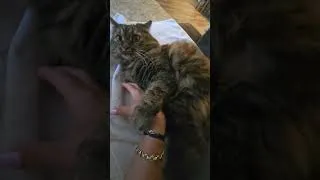 Thumbnail: a little frisky  #viralvideo #funny #travel #cat #viral #frisky #friskycats #playtime #catlovers