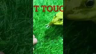 Thumbnail: Frog said Don’t mess with me  funny video frog 🐸 #frog #funnyanimals