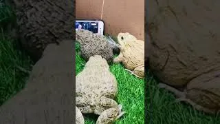Thumbnail: FROG FROG WATCHING FOOTBALL 🏈 funny frog 🐸 #funny #frog