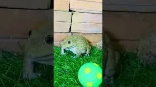 Thumbnail: Funny frog play football #shortvideo