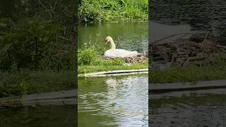 Thumbnail: Nesting Swan on Duckling Isle. #birds #nature #beautiful