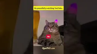 Thumbnail: When Every YouTube Channel Talks About AI… #ai #cat #ilovephd