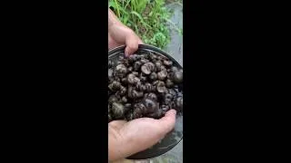 Thumbnail: Collecting Snail at paddy field.. 🐚
