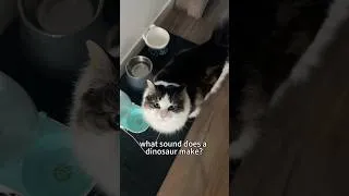 Thumbnail: what sound does a dinosaur make? 🦖 #cat #funnycats #pets #shorts #fyp #cute #funny #catdino