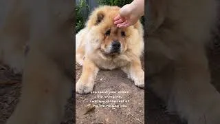 Thumbnail: rest in peace, you were the goodest boy 💔 i love you teddy, i hope you know how loved you are 🐶