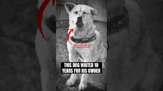 Thumbnail: This Dog Waited 10 Years for His Owner 😢
