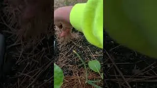 Thumbnail: Onions Planted ✔️ Now It’s Time to Mulch 🌱🧅