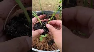 Thumbnail: This One Mistake Ruins Onion Bulbs (Fix It Before Planting) 🧅