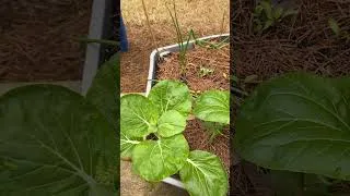 Thumbnail: These Signs Mean Bok Choy Is DONE 🌱