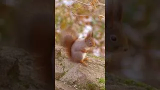 Thumbnail: forest cabin escape 🌲🐿️✨  #relaxingvlog #silentvlog #slowliving #cottagecore