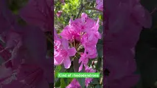 Thumbnail: #kind of rhododendrons#Isabella plantation#london#richmond
