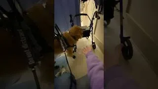 Thumbnail: Service Dog Bene Brings Walker to Handler #servicedog #hospital