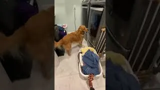 Thumbnail: My dog did this. 🦮🧺🧦