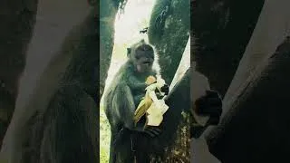 Thumbnail: Monkey - Human Conflict | नेपालमा बाँदर आतंक