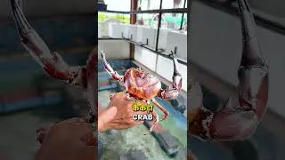 Thumbnail: केकड़ा FACTORY TOUR! 🦀🔥 #CrabFarming #HighProfitFarming #indianfarmer #shorts