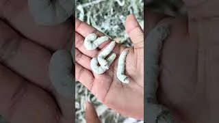 Thumbnail: 24 DAYS में ₹80,000 TURNOVER 🐛 💰#SilkFarming #AgriBusiness #indianfarmer #shorts