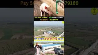 Thumbnail: सोच से भी ज्यादा कमाई इस बिज़नेस में | Pig farming | Pig farm | Pig Farm Business II Pig Farming