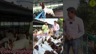 Thumbnail: गांव का लड़का बकरी पालन से कैसे बना करोड़पति  I Goat farming I Bakri Palan