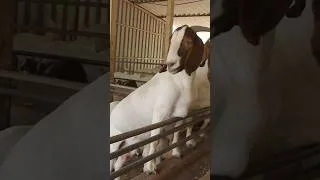 Thumbnail: #goatfarming #bakripalan #goatfarm