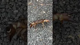 Thumbnail: Crab Farming at Home #shorts #crabfarming #farming