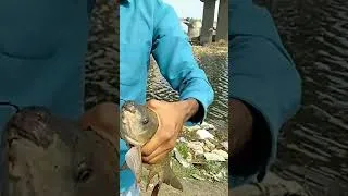 Thumbnail: how to catch rohu fish, rohu machli kaise pakde, unhook rohu fish, fishing #shorts #fishing #viral