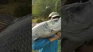 Thumbnail: Amazing Hunt 🐟 Fishing Big 🐟 How To Catch Big Fish 🐟 Fishing Fish 🐟 Fishing #shorts #fishing #viral