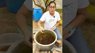 Thumbnail: 🌱 खेती में पावरफुल जैविक कीटनाशक और टॉनिक 🤗 फ्री में घर पर तैयार करें 🔥 #farming #india #latest