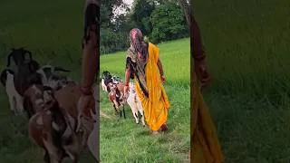 Thumbnail: Exploring My Beautiful Indian Village Life #youtubeshorts #shortvideo #shorts