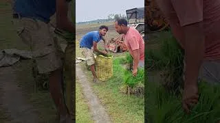 Thumbnail: Unfiltered Beauty of Traditional Village #youtubeshorts #shortvideo #shorts