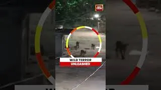 Thumbnail: Wild Terror Unleashed #viralshorts #lioness #wildanimals #shorts
