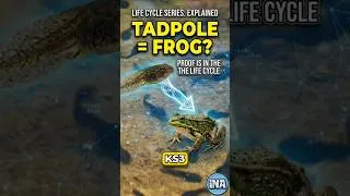 Thumbnail: A Tadpole Looks Nothing Like a Frog — But It's Still Their Offspring 🐸 #shorts