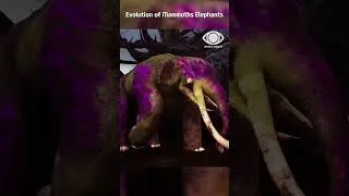 Thumbnail: The Evolution of Mammoths: 6 Million Years of Giant Elephants
