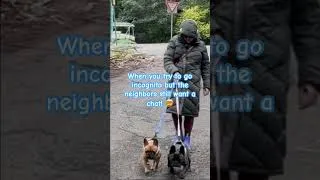 Thumbnail: Incognito 🥸 #funny #dog #doggielife #dogmom #introvertlife