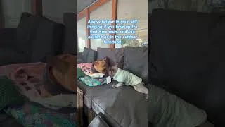 Thumbnail: Self belief!! #funny #funnydogs #dog #frenchbulldog #doggielife #dogmom #dogmoments