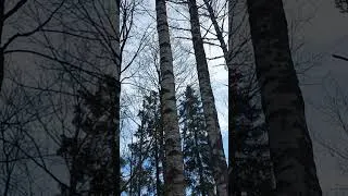 Thumbnail: Finland nature in April