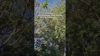 Thumbnail: Only kiwis will recognise these sounds in  2 seconds