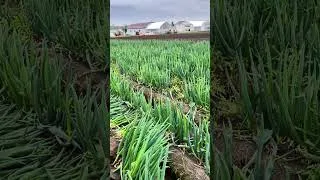 Thumbnail: Chinese green onion harvesting technology #satisfying #shortsvideo  #foodprocessing