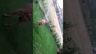 Thumbnail: Dog beating heat with water