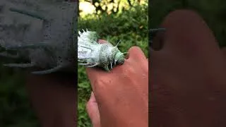 Thumbnail: giant atlas moth caterpillar #hunting #insects