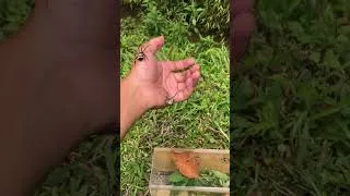 Thumbnail: would you do it ? #hunting #spider #insects