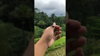 Thumbnail: i catch longhorn beetle