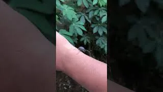 Thumbnail: shy spider