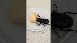 Thumbnail: Reddish-brown stag beetle feeding on banana