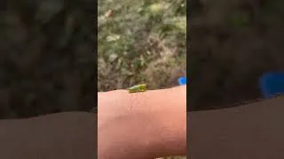 Thumbnail: Long-spurred Meadow Katydid (Orchelimum silvaticum) stridulating on arm