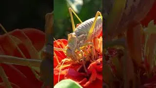 Thumbnail: KATYDIDS Took Over My Garden... and Started Eating Each Other