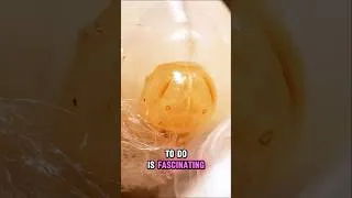 Thumbnail: This Is Not a Worm, It's a Hornet Larva